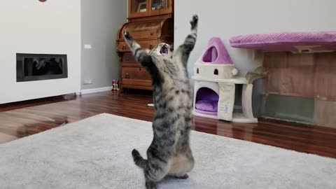 Funny Cat Fails😂😂 Epic Fails 2024