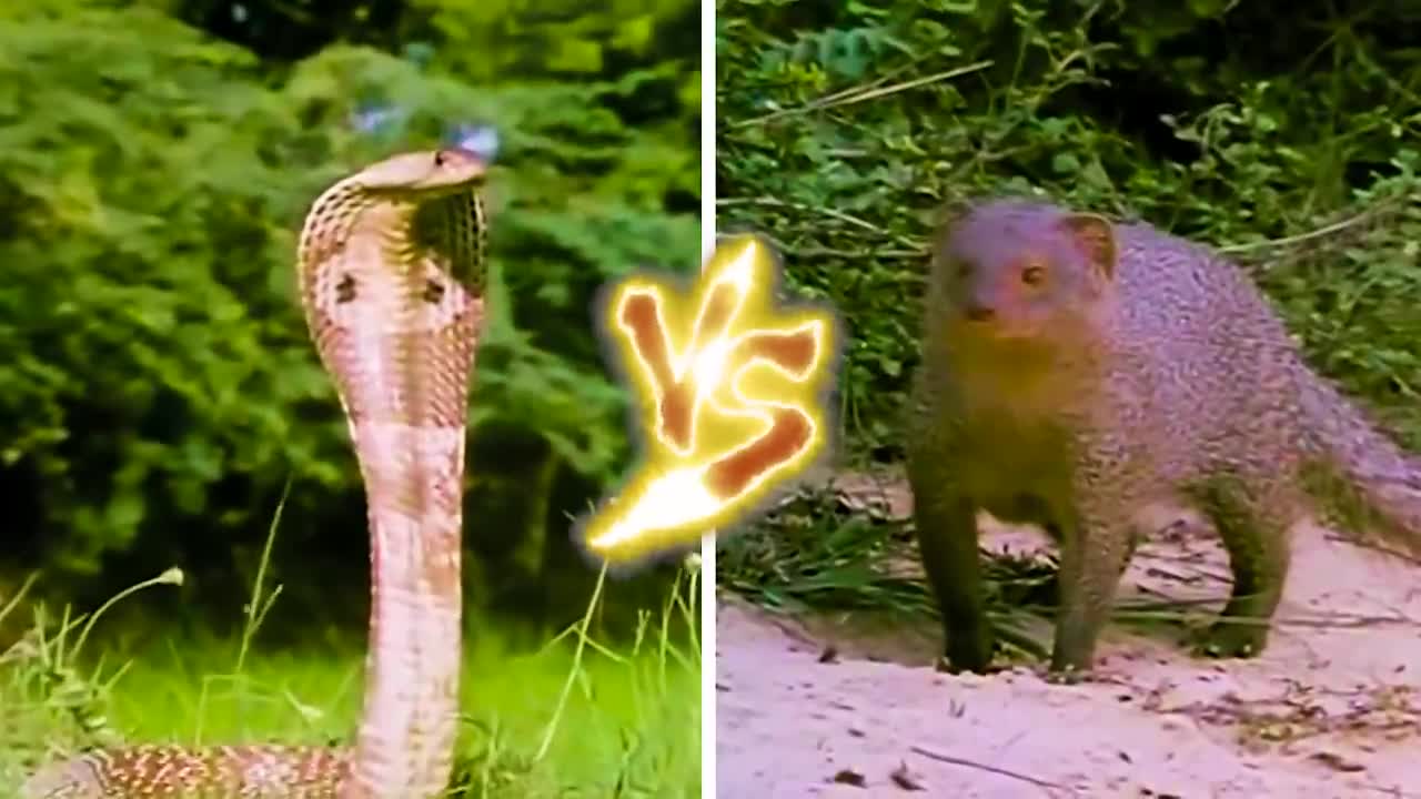 35 times animals messed with the wrong opponent !!!