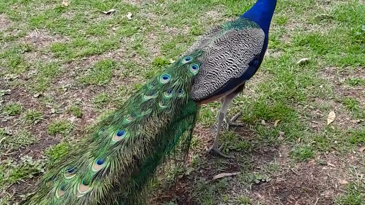 Peacocks at the Los Angeles, CA Arboretum and Botanical Gardens.5/6/23