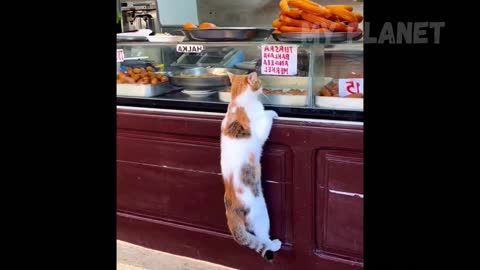 Funny animals - Funny cats, dogs and cow - funny animal videos / Best videos chap.2