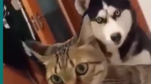 Funny Cats And Dogs 🤣🤣