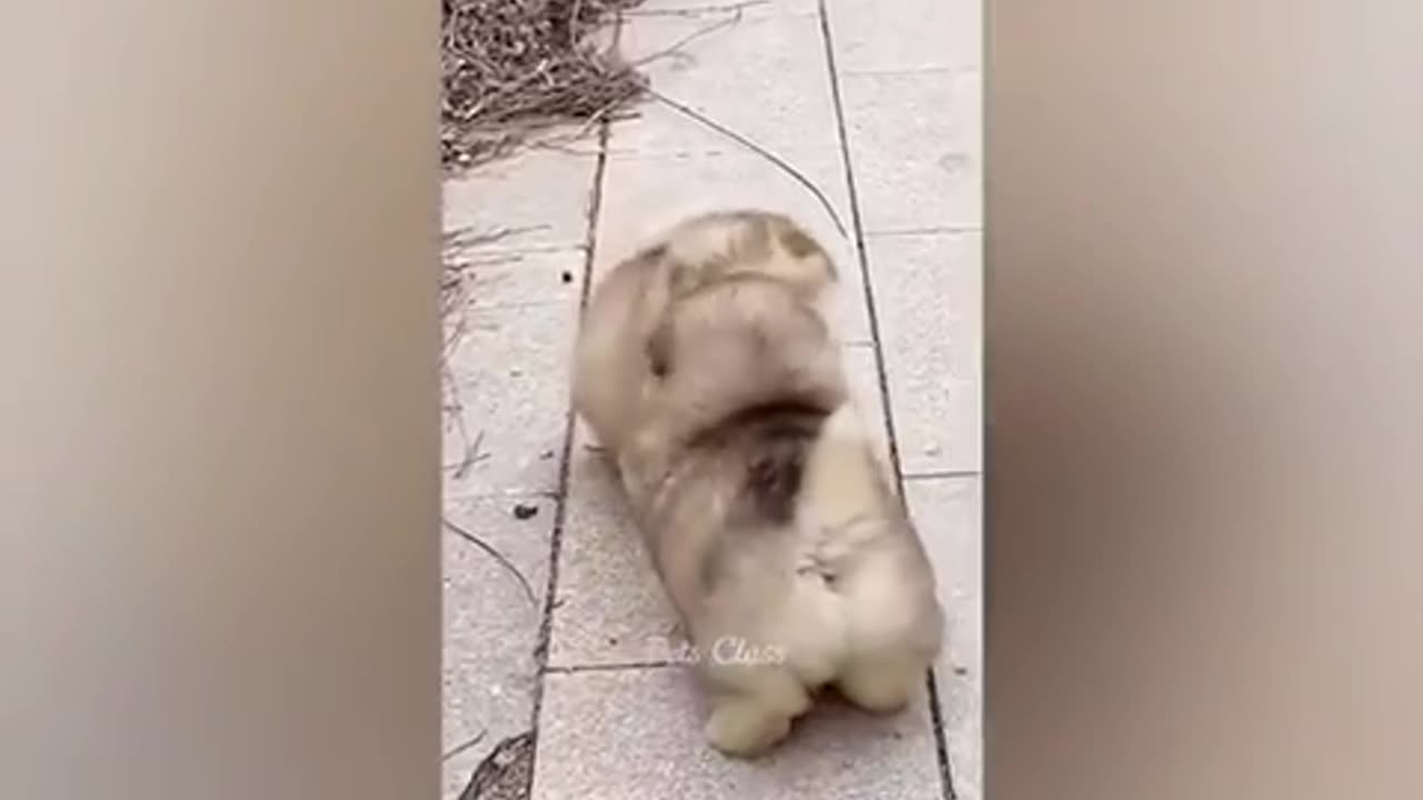 Funniest Animals 2023😂 Funny Dogs And Cats Videos🐶🐯