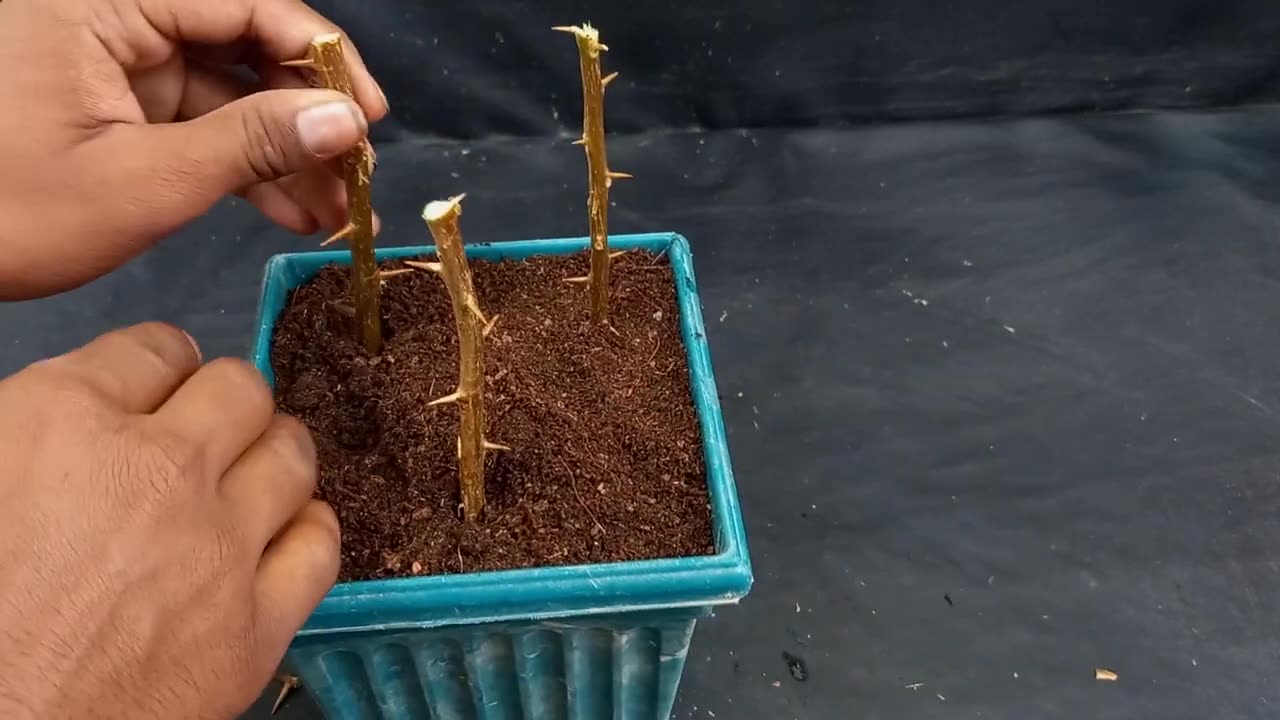 Grow Bougainvillea from cuttings