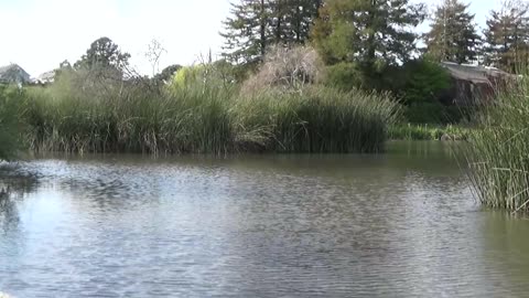 Santa Cruz, CA — Neary Lagoon Park #1