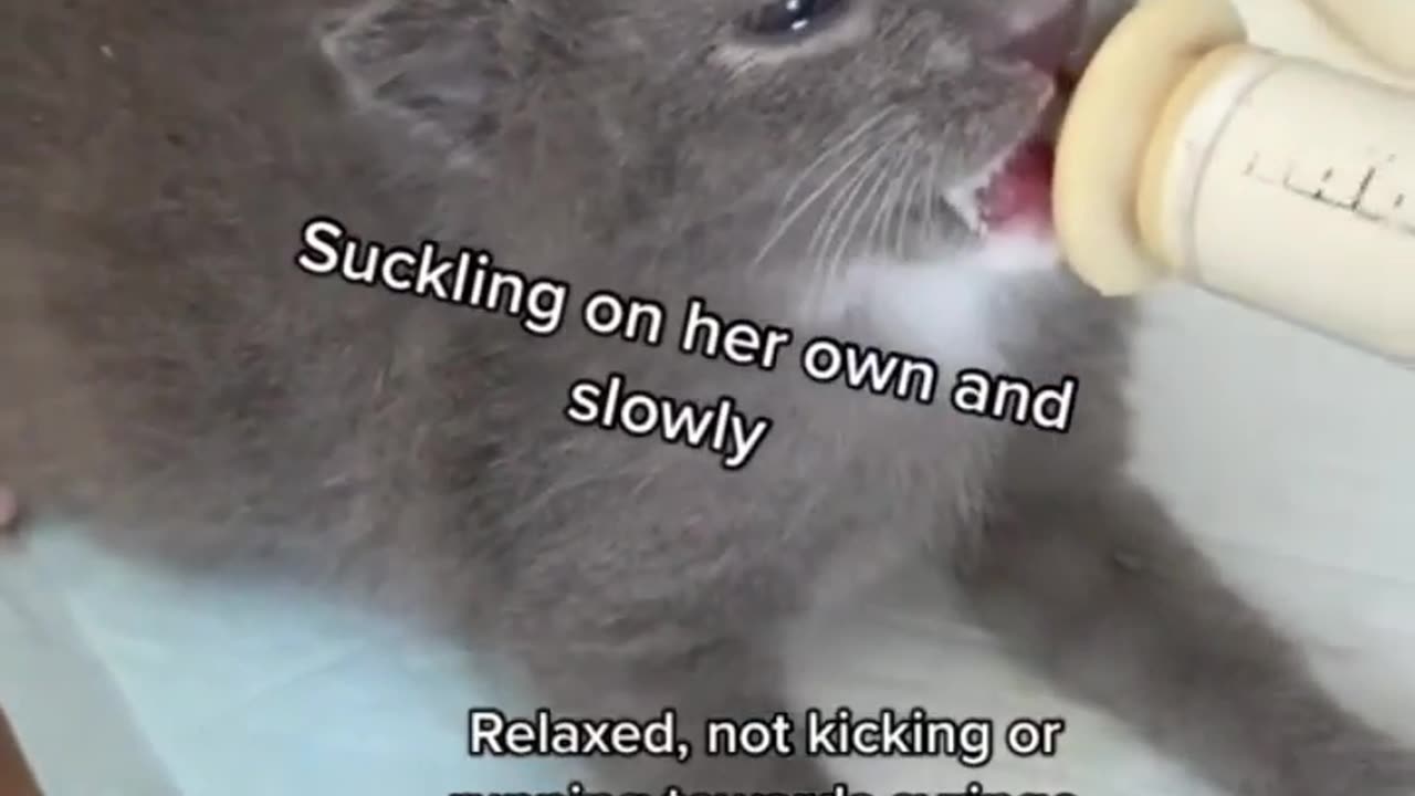 Bottle Feeding Kitten 😀 _5 Examples of eating ....!!