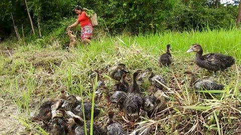 Woman Catch Fish in rain Forest