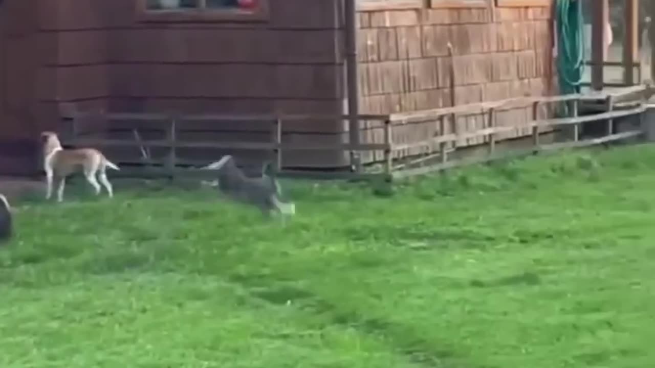 Funny animals 😍 2023