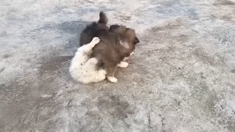 Cute Puppy - Playing and running dogs