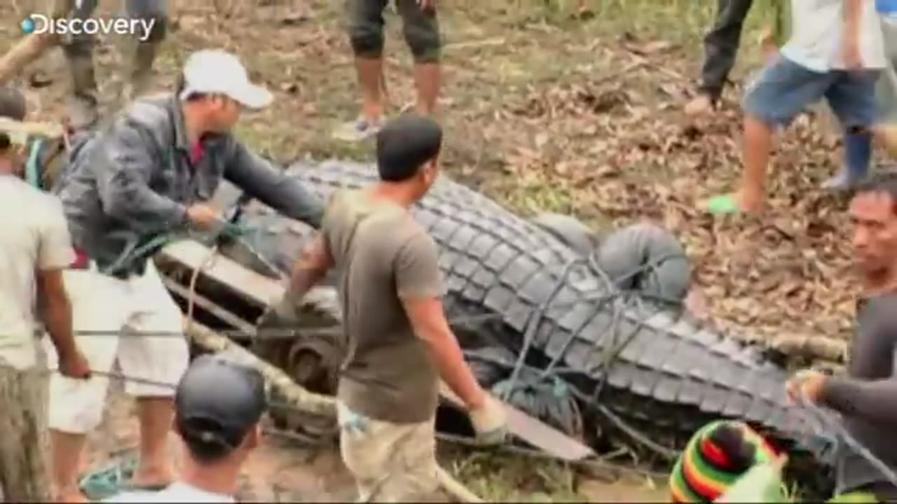 Biggest Salt Water Crocodile Found In The Philippines