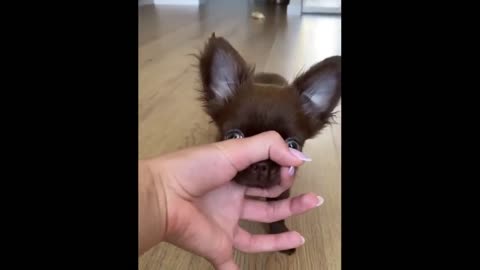 Viral Vu|Aww Cute Baby Animals Videos Compilation _ Funny and Cute Moment of the Animals #9