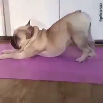 A dog doing yoga and stretching exercises after we have taken a brisk walk