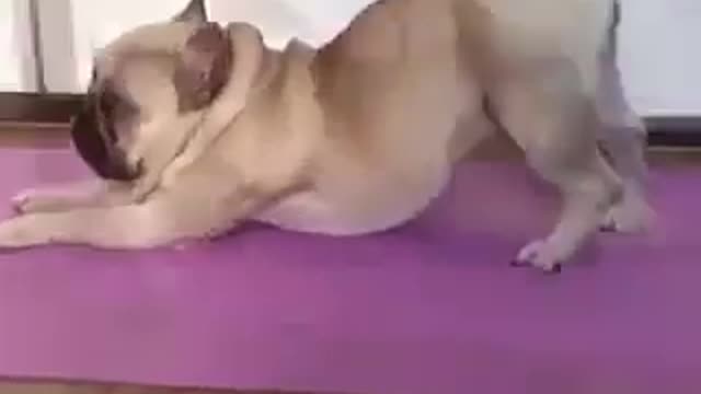 A dog doing yoga and stretching exercises after we have taken a brisk walk