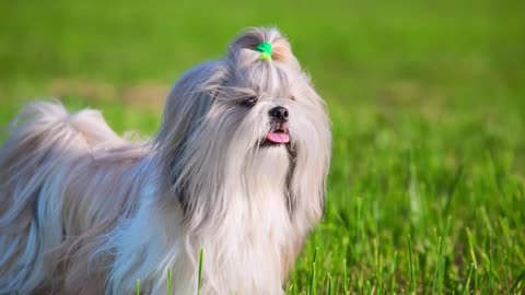 10 AMAZING Secrets About Shih Tzu: #1 WILL SURPRISE YOU!