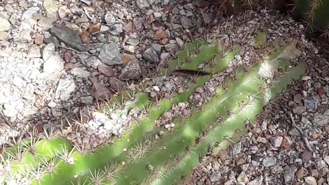 Flowering Cactuses at the Desert Botanical Gardens in PHX,AZ 4/12/23