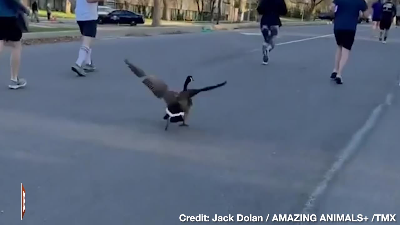 "Run, Goose, Ruuuun!" -- Goose COMPETES in Kansas City Half-Marathon