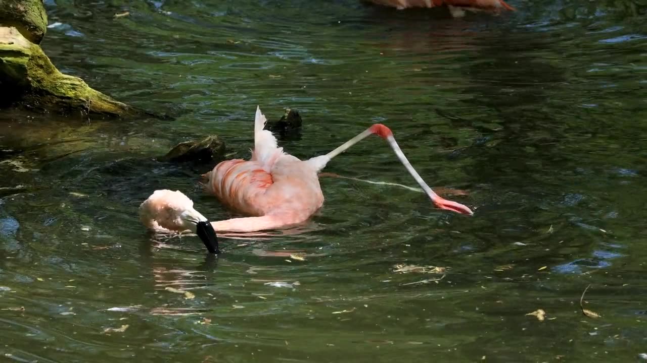 Beautiful Bird Taking a Refreshing Bath in Water