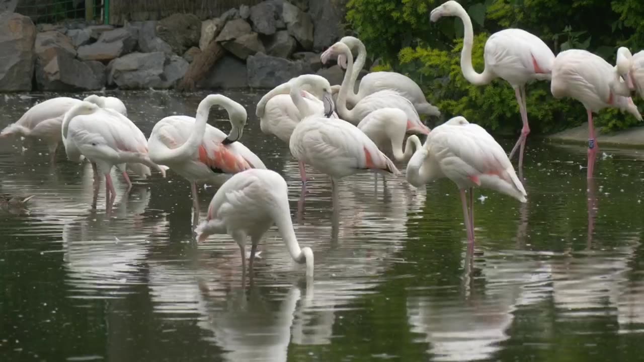 Flamingo bird group