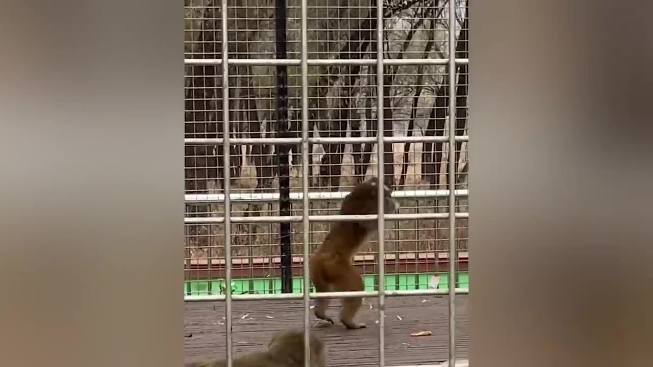 Monkey See saw with Lion
