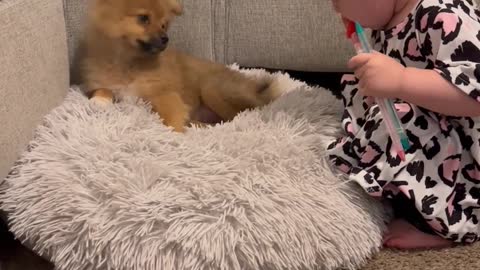 Harmonica Has Puppy Howling Along