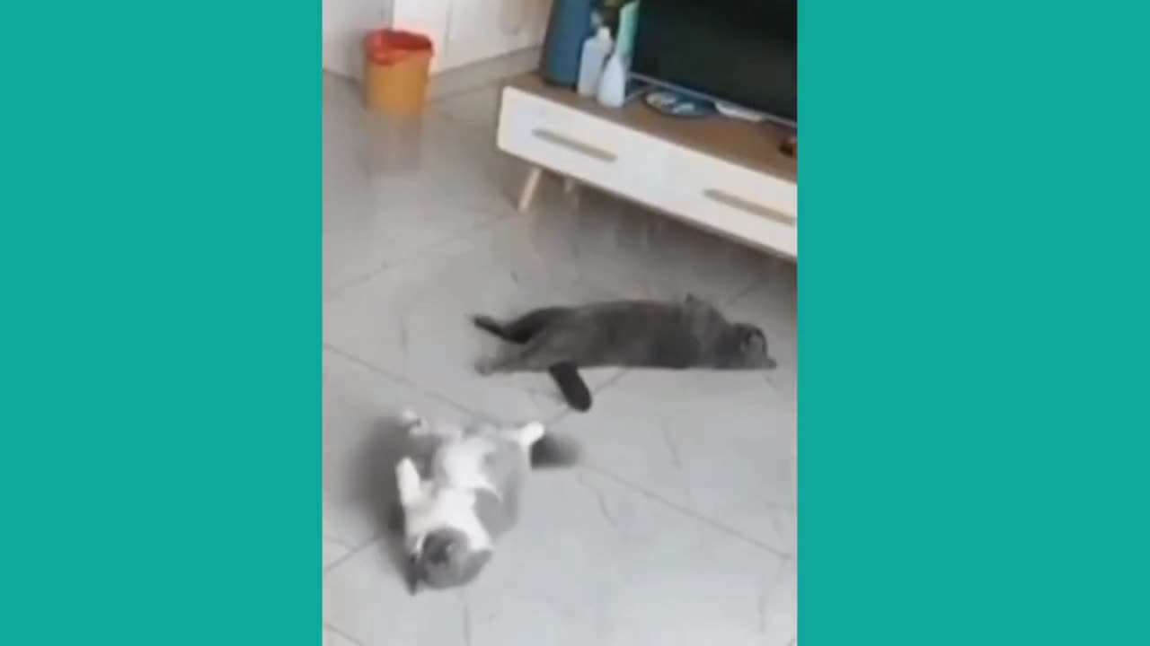 Funny cats video