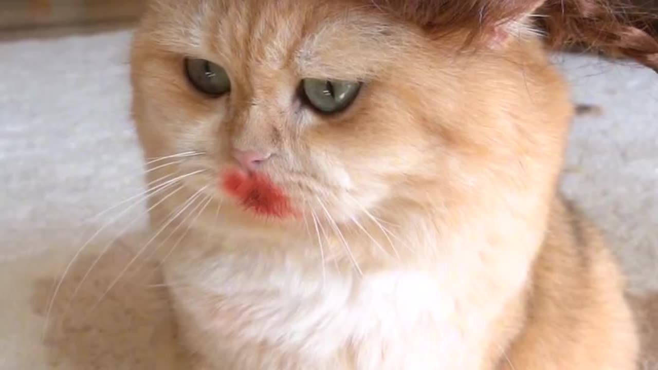 Funny cat lip wig makeup