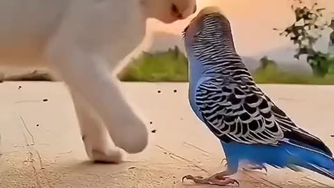 Cat with parrot