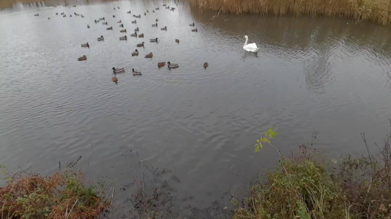 swama ,swan, swimming, in, the, morning,