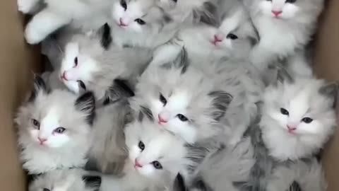 Cute cat video trend video