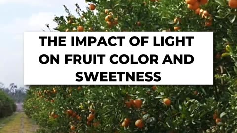 🍎 The Impact Of Light On Fruit Color & Sweetness 🌞