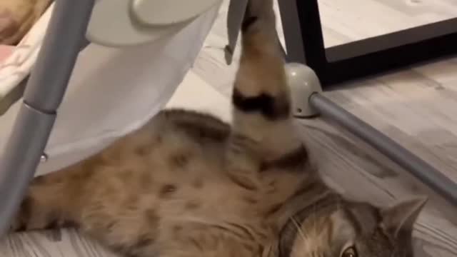 The cat is swinging the baby #shorts #viral #shortsvideo #video