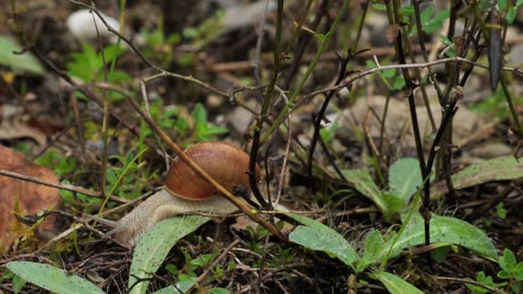 How a Snail Moves on a Tree Branch: Nature’s Slow Journey