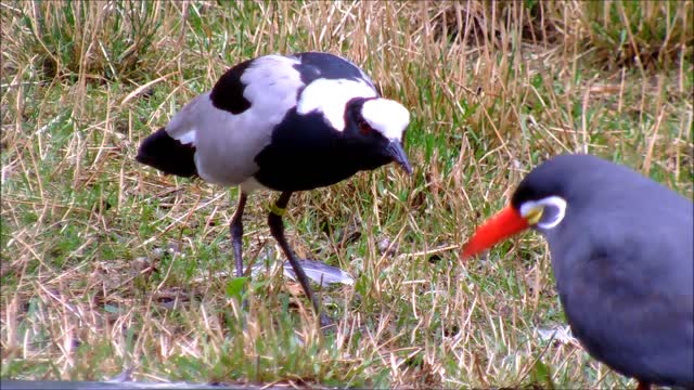 dialogue between two partners: lapwing and tern