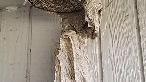 Wasp nest