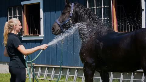 Young woman washes black horse with hose in front of blue barn stables