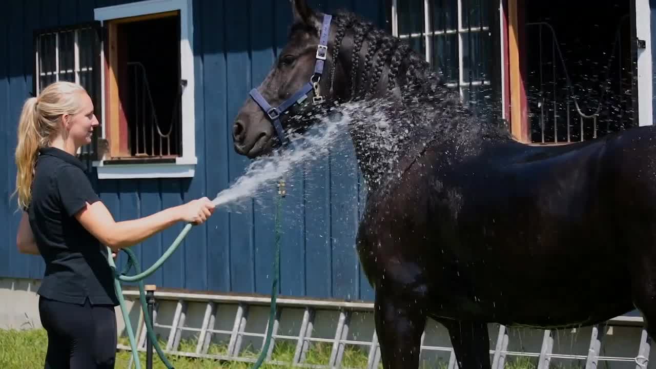 Young woman washes black horse with hose in front of blue barn stables