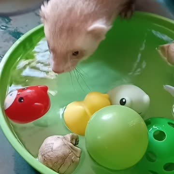 Cuteness overload, ferret using his little feet to grab a toy!!