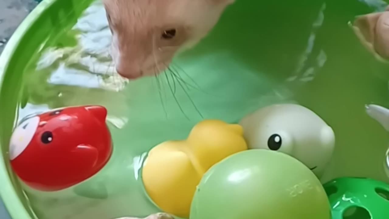 Cuteness overload, ferret using his little feet to grab a toy!!