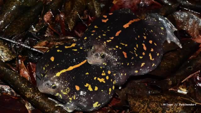 The Amazing Mexican Burrowing Toad