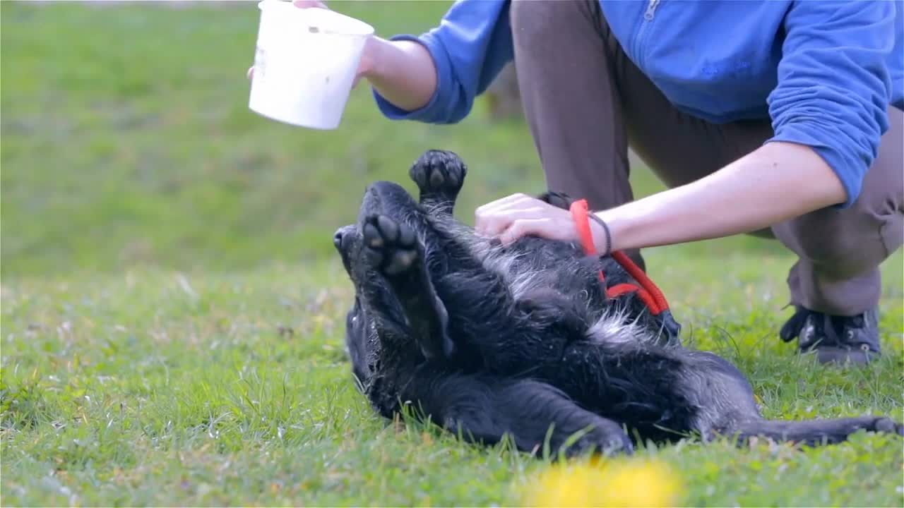 Washing Playful Labrador Dog Fur