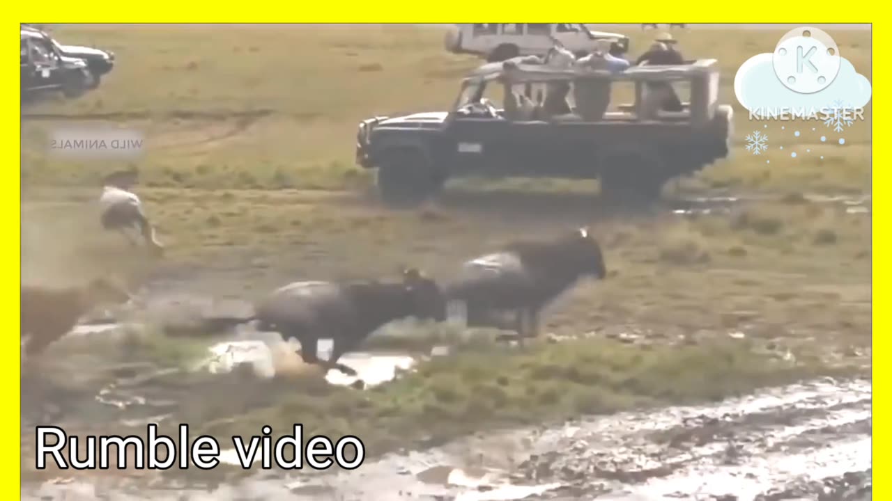 The animal's would record 2023