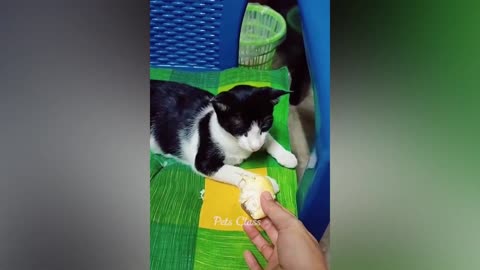 Funny Animals 😂 Funny Cats Videos 2023 😺