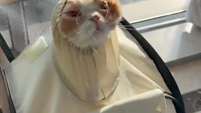 Funny cat video