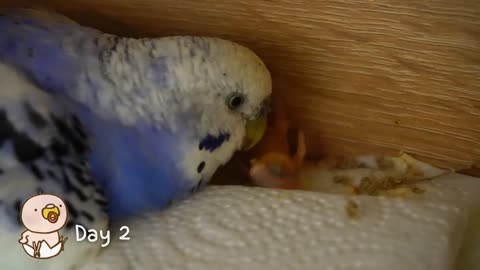 Watch 5 baby budgies growing day by day13