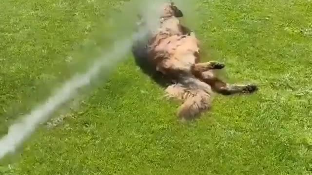 DOG BATHING, REFLECTING FROM THE HEAT