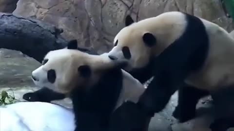 Playful pandas🥰🥰