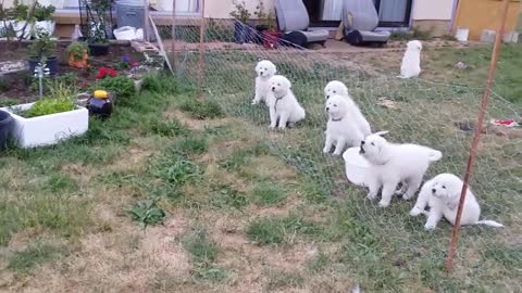 Maremma Pups |