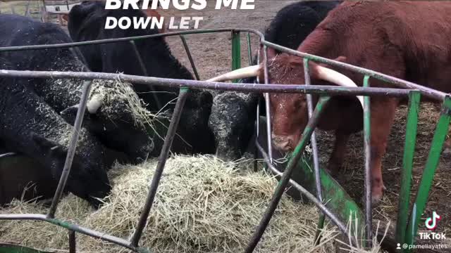 cows