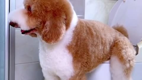 Fluffy Poodle Uses The Toilet To Poop The Proper Way LOL!