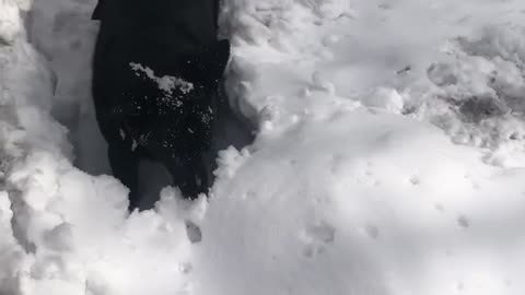 Snow Dog