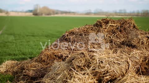 Manure Lying In Field In Countryside